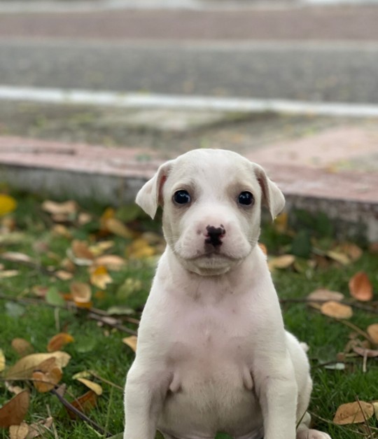 Perro esperando