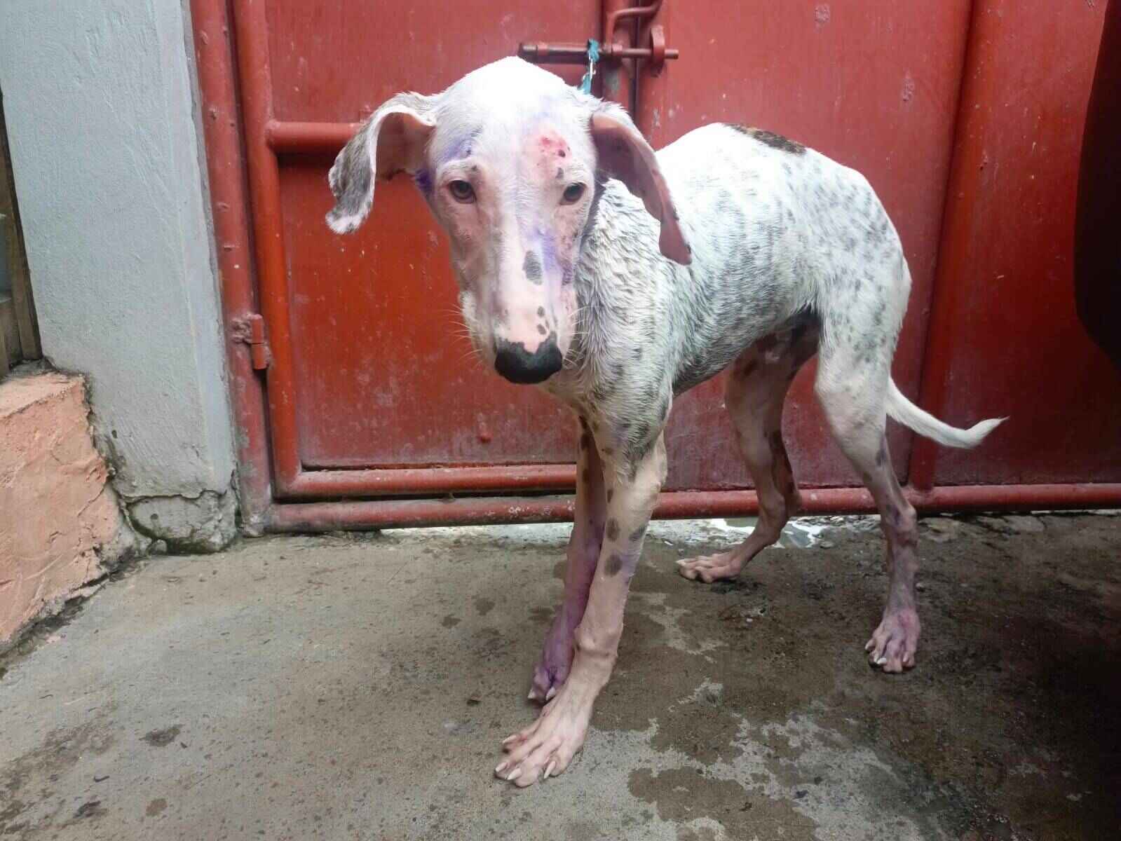 Animal herido