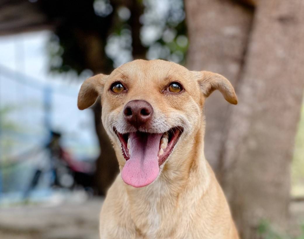 Cachorro esperando
