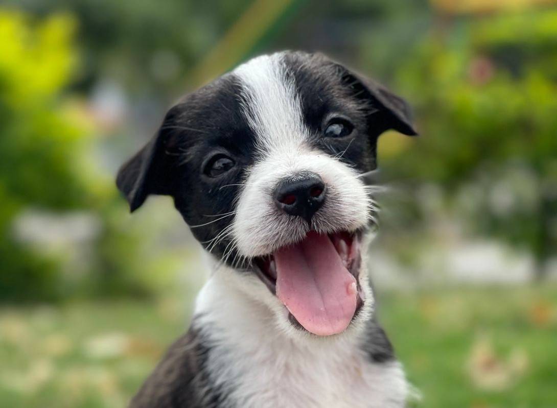 Perro feliz