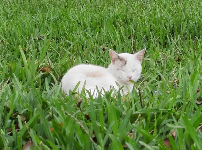 Gato en hogar
